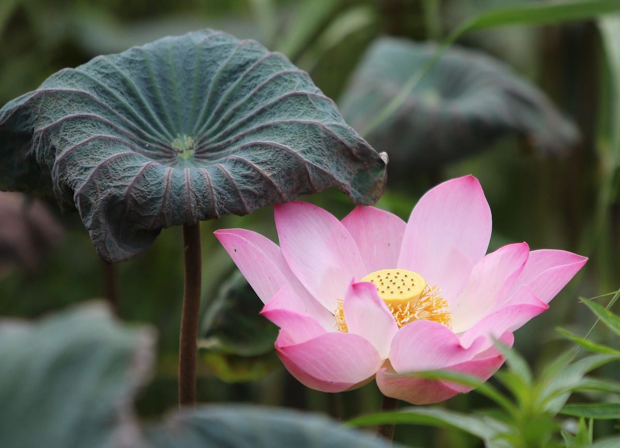 Do I Need to Lotus App Download: Step-by-Step Guide for India (2027)